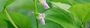 aquaponics-farming-fish-and-plant-solution-south-africa