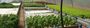 aquaponics-farming-fish-and-plant-solution-south-africa