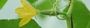aquaponics-farming-fish-and-plant-solution-south-africa