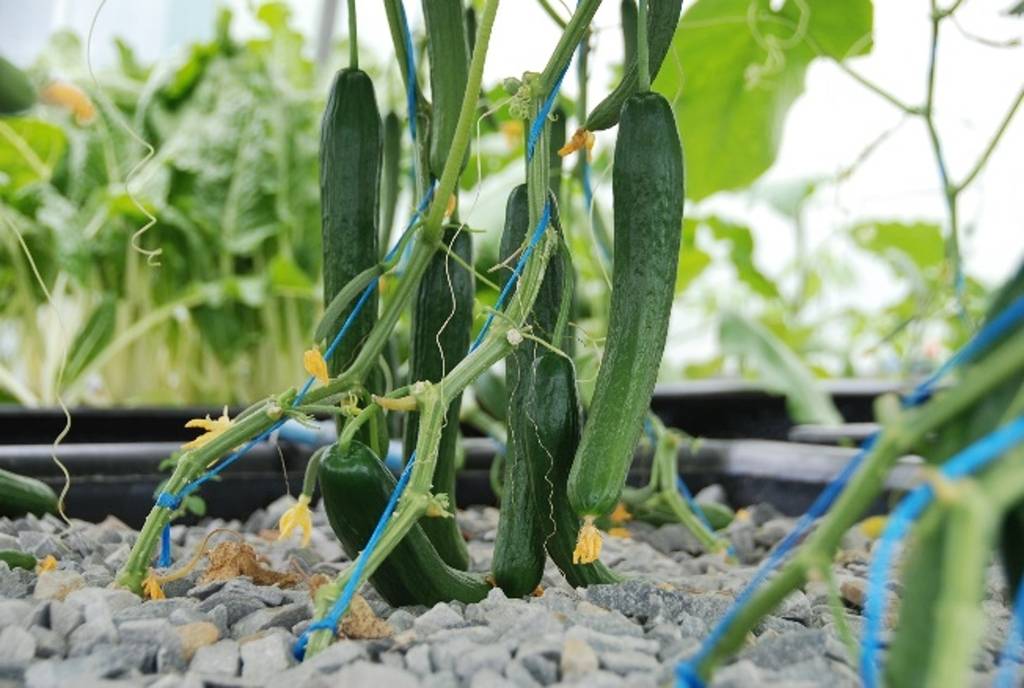 circle of plenty crop farming aquaculture aquaponics